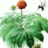 三七的保健功能