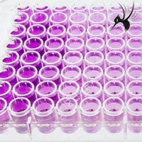 均匀种好96孔板