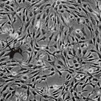 很好的适合初学者的细胞培养基本操作技术
