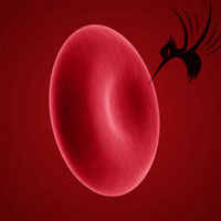 血清铁蛋白ferritin临床意义介绍