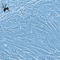 总结一篇培养心肌细胞的同行经验