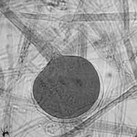GM实验和G(BG)实验
