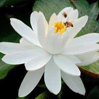 夏天来了,别样红