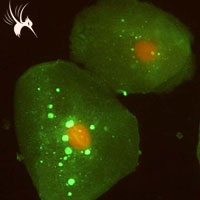 细胞免疫荧光步骤