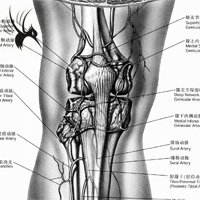 腘动脉分支动脉的解剖变异